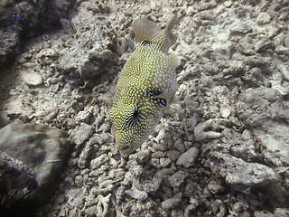 Image showing Puffer fish