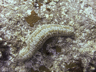 Image showing Pearsonothuria graeffei