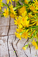 Image showing wild yellow flowers