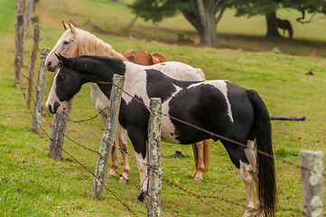 Image showing herd of horses pasture in a valley with green hill