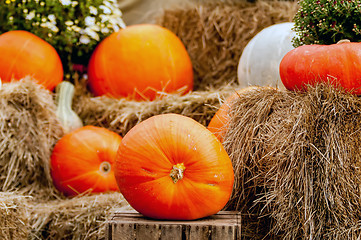 Image showing pumpkins on a pumpkin patch