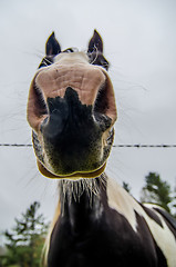 Image showing funny horse nose and portrait