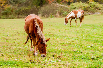 Image showing herd of horses pasture in a valley with green hill