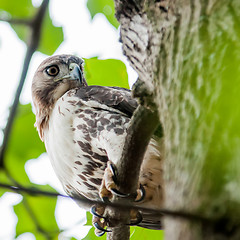 Image showing hawk hunting for a squirrel on an oak tree