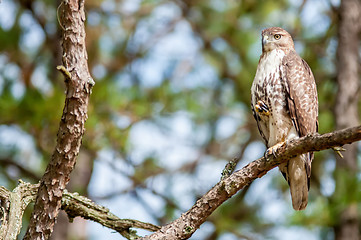 Image showing coopers hawk perched on tree watching for small prey