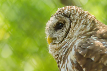 Image showing closeup of an owl