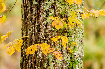 Image showing autumn leaves on a tree trunk