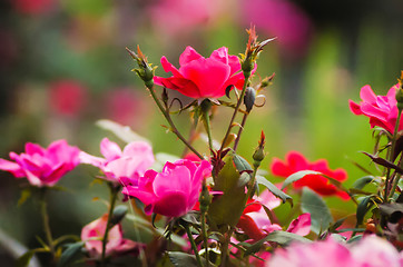 Image showing red roses with bokeh  