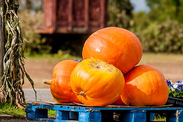 Image showing pumpkins on a pallet next to a fork lift