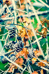 Image showing autumn leaves and pinecone background