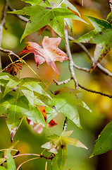 Image showing autumn leaves abstract background