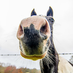 Image showing funny horse nose and portrait