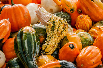 Image showing pumpkins on a pumpkin patch