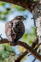 Image showing coopers hawk perched on tree watching for small prey