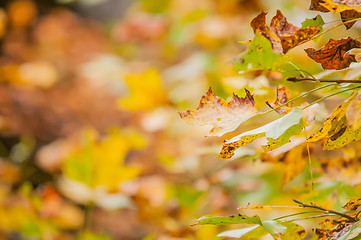 Image showing autumn leaves abstract background