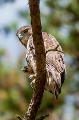 Image showing coopers hawk perched on tree watching for small prey