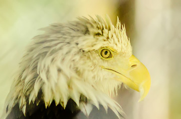 Image showing bald eagle portrait