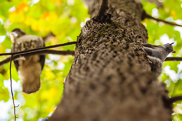 Image showing hawk hunting for a squirrel on an oak tree