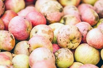 Image showing Freshly harvested colorful crimson crisp apples on display at th