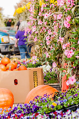 Image showing purple vine of lowers at a local farm