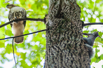 Image showing hawk hunting for a squirrel on an oak tree