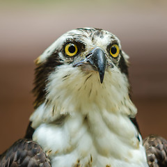 Image showing A beautiful closeup of a falcon