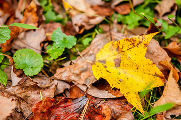 Image showing autumn leaves abstract background