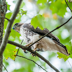 Image showing hawk hunting for a squirrel on an oak tree