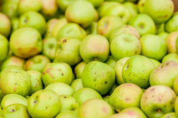 Image showing Freshly harvested colorful crimson crisp apples on display at th