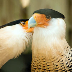 Image showing two crested caracara bird cleaning each other