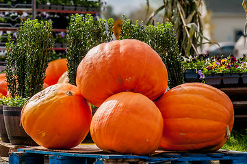 Image showing pumpkins on a pallet next to a fork lift