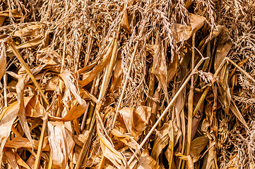 Image showing harvested corn leftovers stalks