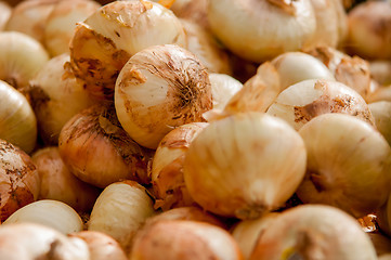 Image showing onions on farm stand display