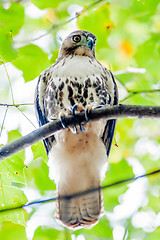 Image showing coopers hawk perched on tree watching for small prey
