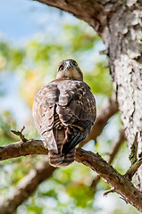 Image showing coopers hawk perched on tree watching for small prey