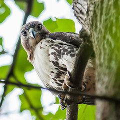 Image showing hawk hunting for a squirrel on an oak tree