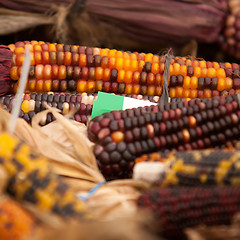 Image showing indian corn on display