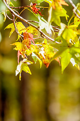 Image showing autumn leaves abstract background