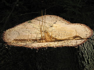 Image showing Stump