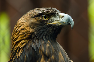 Image showing Portrait of a Golden Eagle