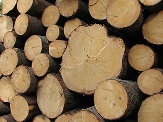 Image showing Logs