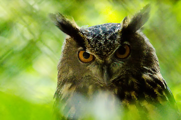 Image showing closeup of an owl