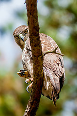 Image showing coopers hawk perched on tree watching for small prey