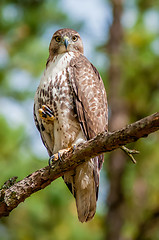 Image showing coopers hawk perched on tree watching for small prey