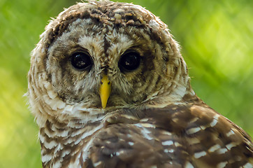 Image showing closeup of an owl