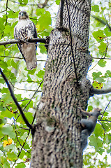 Image showing hawk hunting for a squirrel on an oak tree