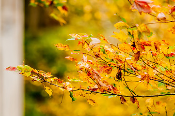 Image showing autumn leaves abstract background