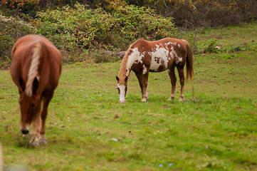 Image showing herd of horses pasture in a valley with green hill