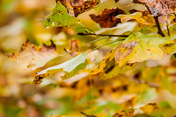 Image showing autumn leaves abstract background