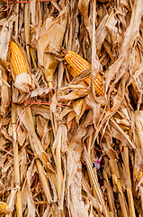 Image showing harvested corn stalk stacked up near fence